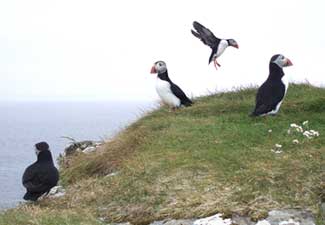 Puffins on Staffa